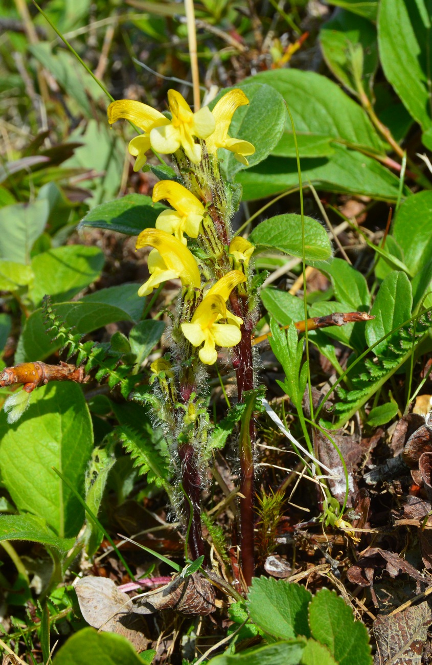 Изображение особи Pedicularis oederi.