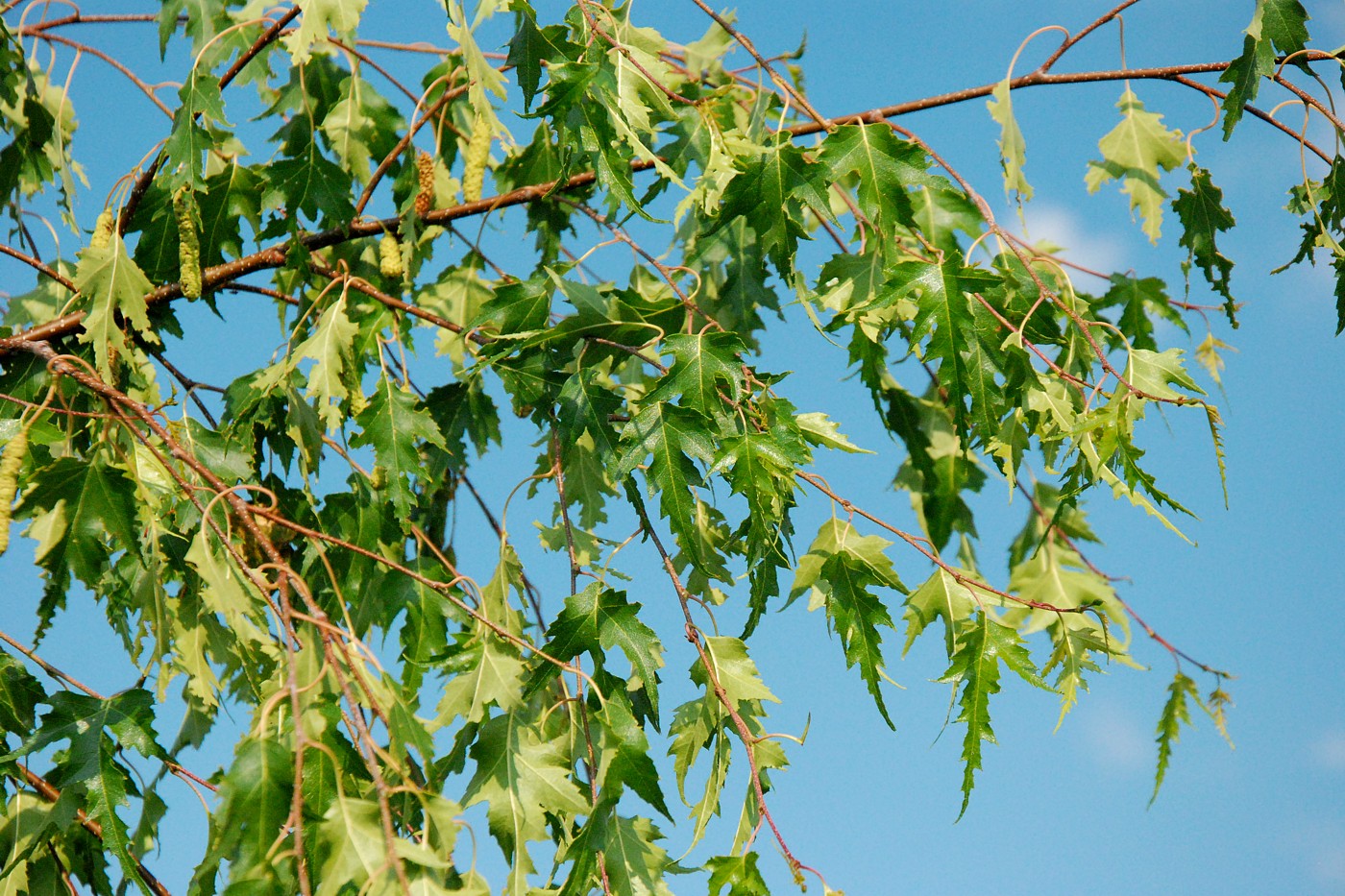 Image of Betula pendula f. dalecarlica specimen.