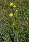 Trommsdorffia maculata