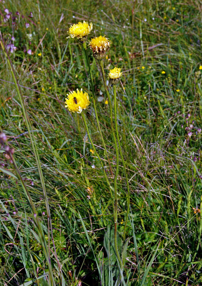 Image of Trommsdorffia maculata specimen.