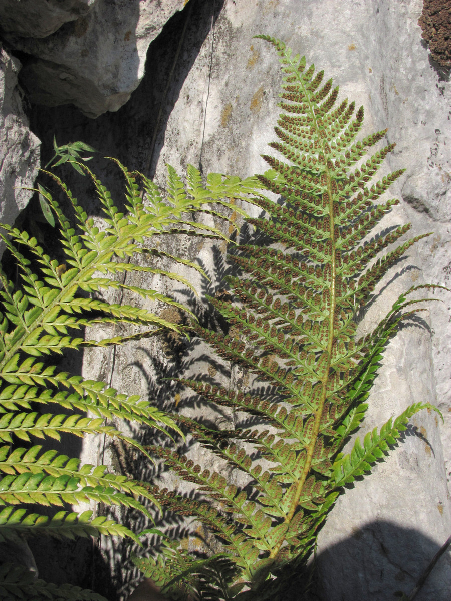 Image of Polystichum aculeatum specimen.