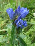 Gentiana triflora