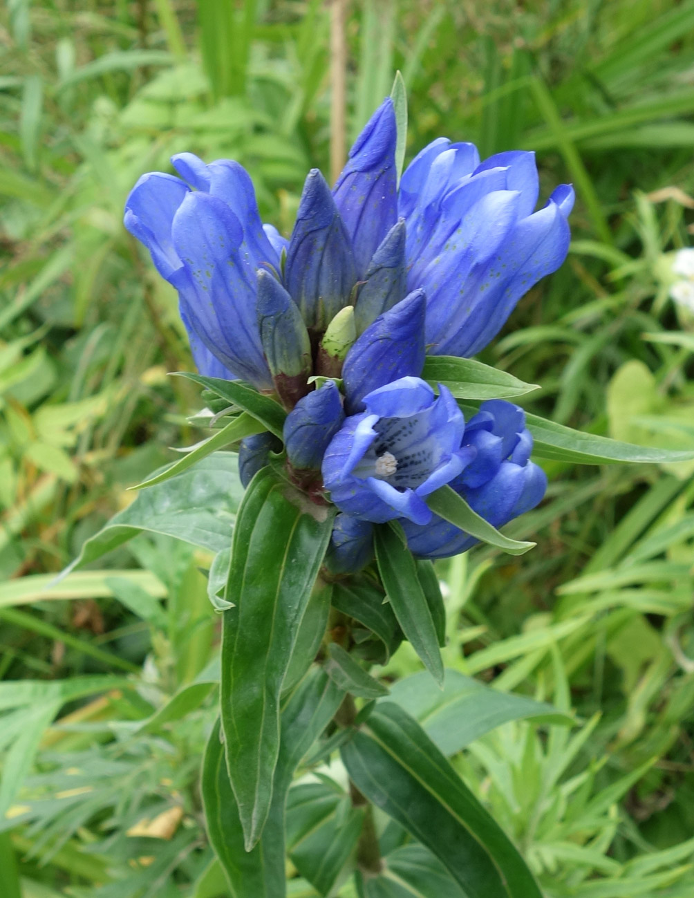 Изображение особи Gentiana triflora.