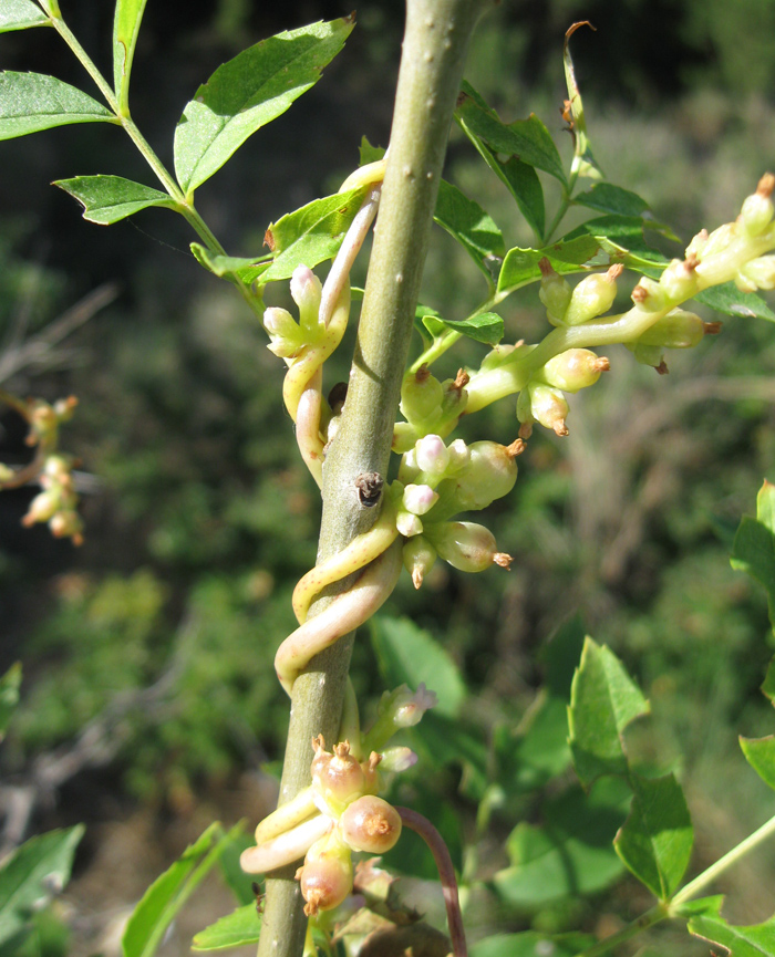 Image of Cuscuta monogyna specimen.