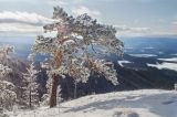 Pinus sylvestris. Покоящееся взрослое растение, припорошенное снегом. Башкортостан, Белорецкий р-н, Узянский сельсовет, окр. с. Узян, хр. Суртанды, гребень. 2 ноября 2019 г.