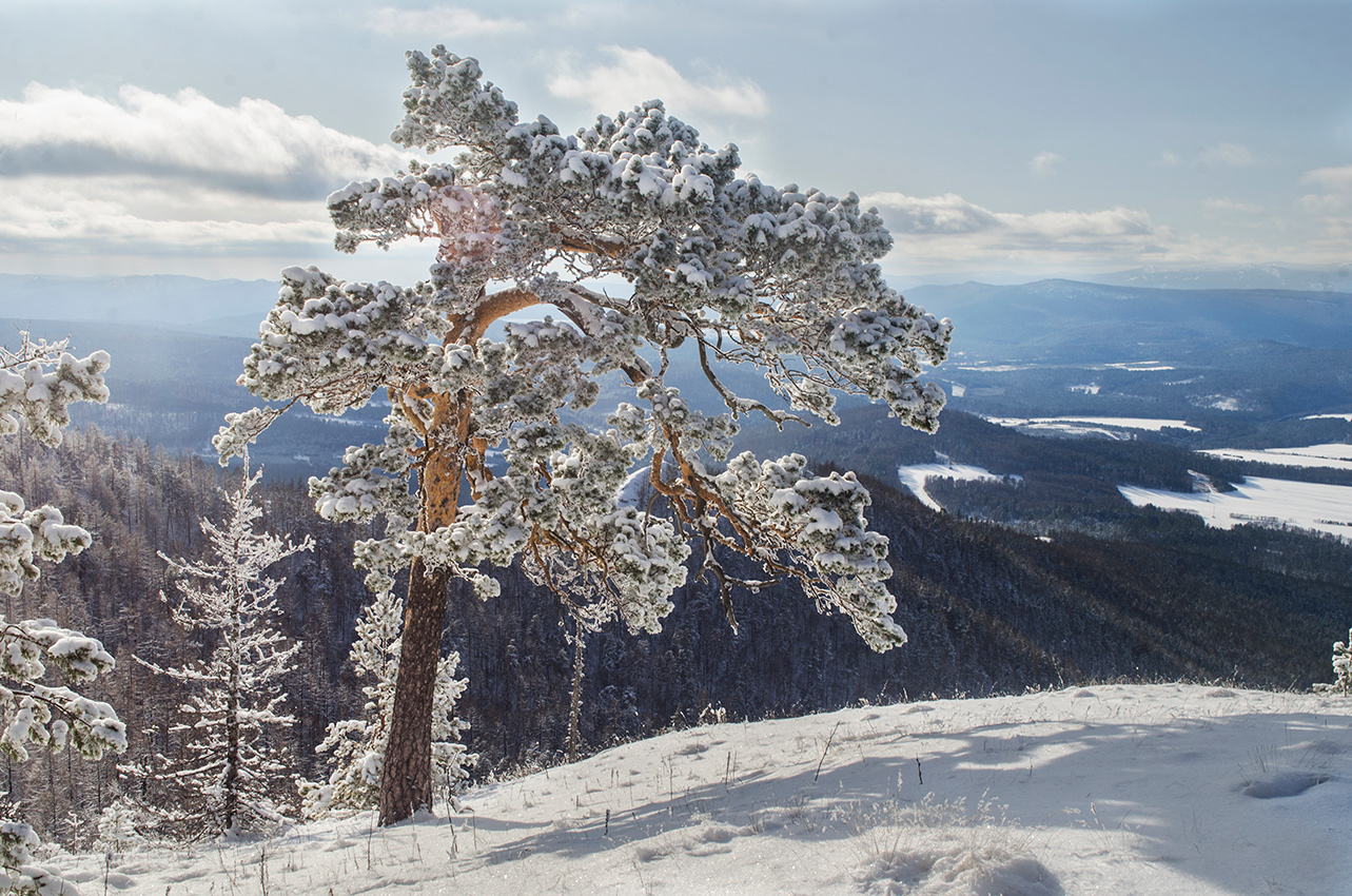 Image of Pinus sylvestris specimen.