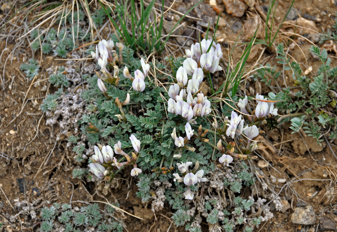 Image of Astragalus tephrolobus specimen.