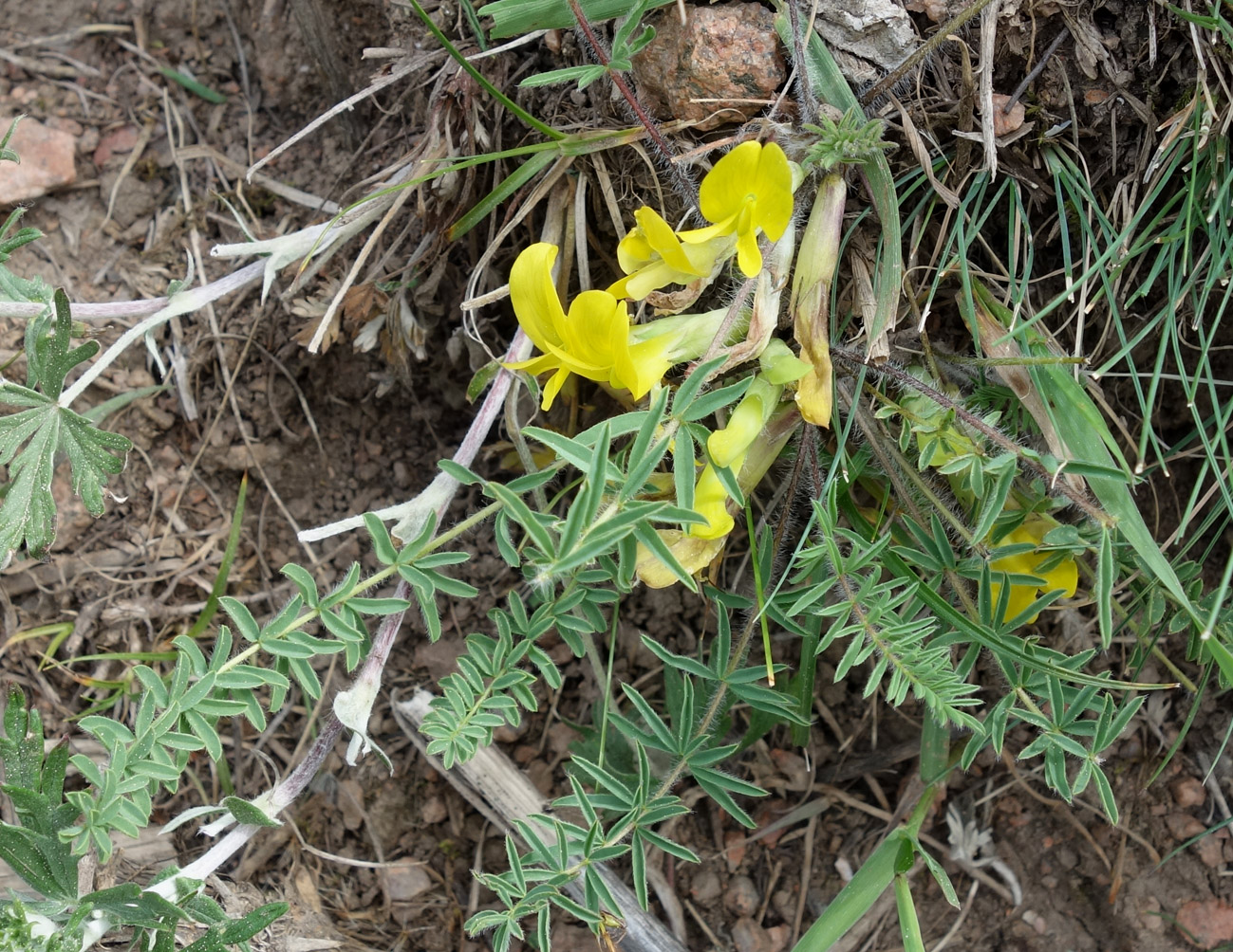 Изображение особи Astragalus alatavicus.