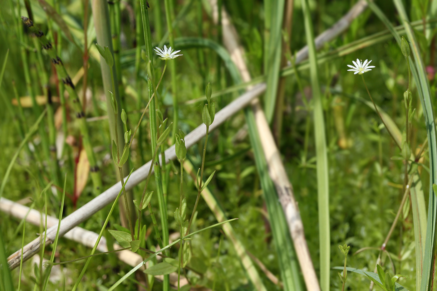 Изображение особи Stellaria crassifolia.