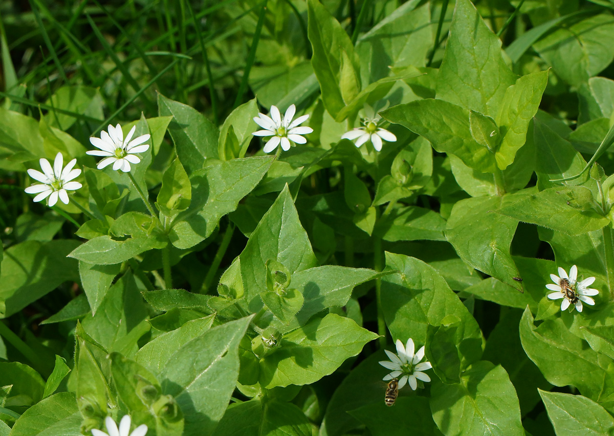 Изображение особи Myosoton aquaticum.