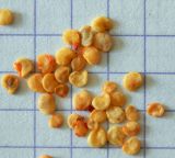 Solanum persicum