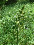 Veratrum lobelianum. Верхушка побега с бутонами. Свердловская обл., окр. г. Североуральск, подножие Сосьвинского хребта, долина р. Большая Сосьва, смешанный лес. 29.06.2010.