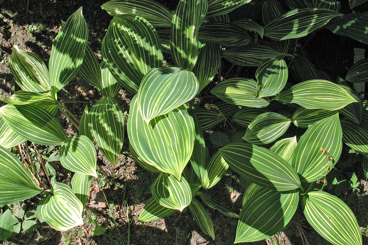 Image of Convallaria majalis specimen.