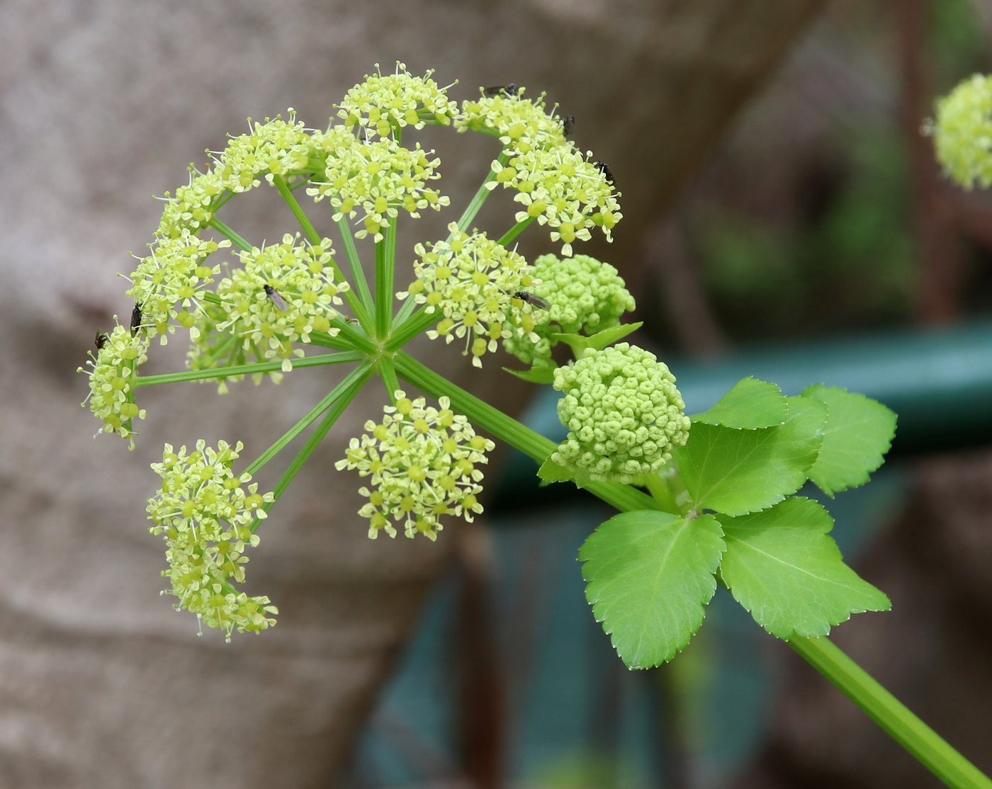 Изображение особи Smyrnium olusatrum.