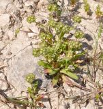 Valerianella discoidea