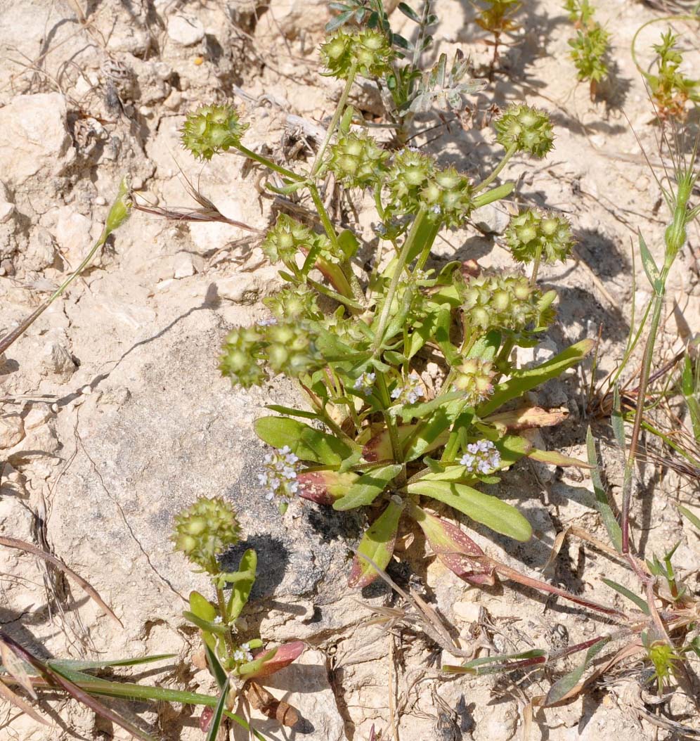 Изображение особи Valerianella discoidea.