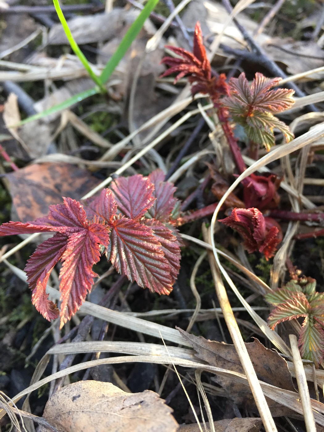 Image of Filipendula ulmaria specimen.