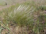 genus Stipa. Цветущее растение. Украина, Запорожский р-н, восточная часть Дурной балки, злаково-разнотравная степь. 01.05.2020.