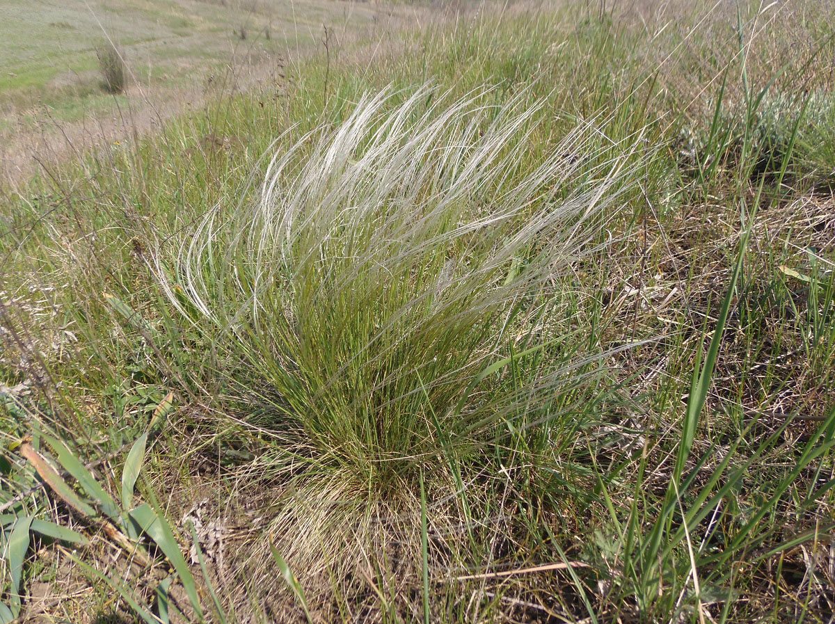 Изображение особи род Stipa.