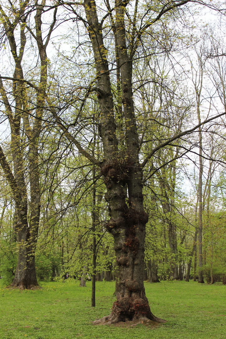 Image of Acer saccharinum specimen.