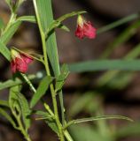 Hermannia modesta