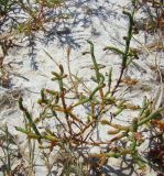 genus Salicornia. Растение среди солелюбивой растительности. Краснодарский край, Ейский р-н, Ханское озеро. 24.08.2010.