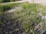 genus Tragopogon. Цветущее растение. Украина, г. Запорожье, возле дороги. 06.06.2020.