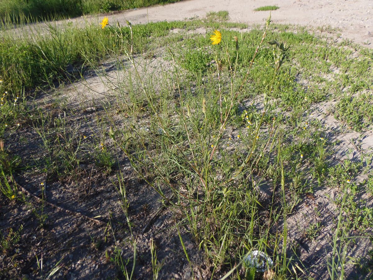 Изображение особи род Tragopogon.