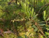 Chamaedaphne calyculata. Верхушка ветви с соплодием с незрелыми плодами. Московская обл., Сергиево-Посадский р-н, ур. Попово болото, верховое болото. 14.06.2020.