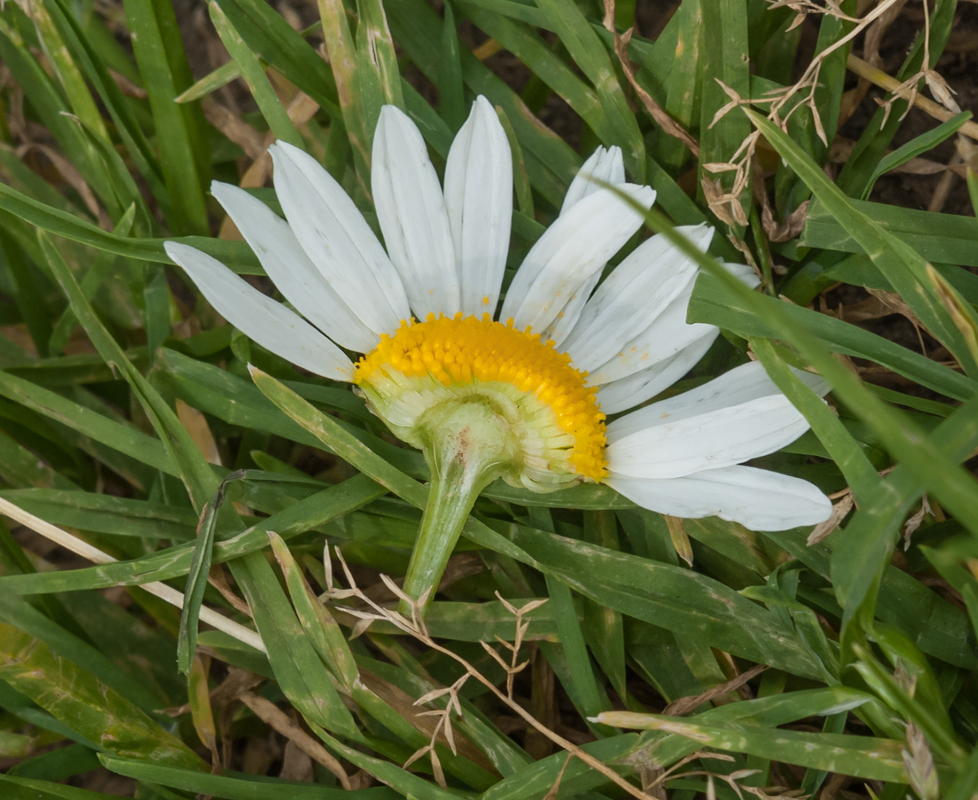 Изображение особи Tripleurospermum inodorum.