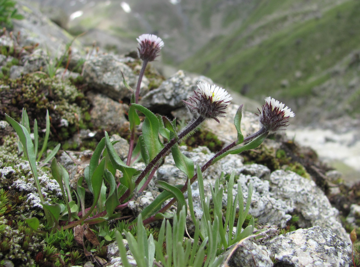 Изображение особи Erigeron uniflorus.