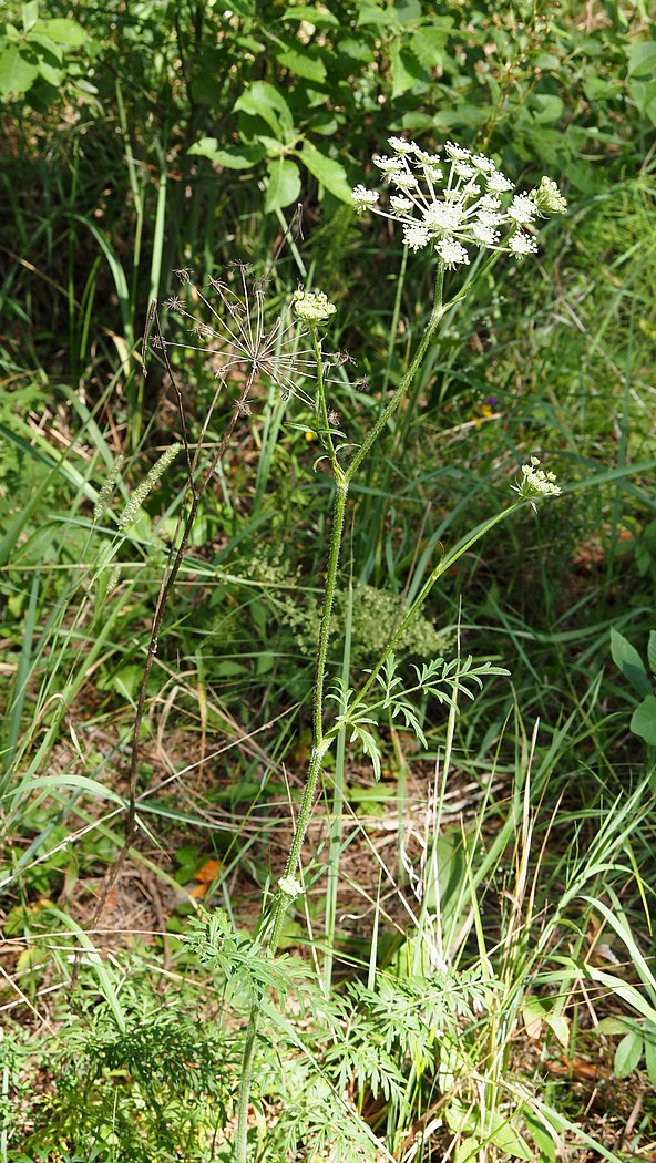 Image of Laserpitium prutenicum specimen.