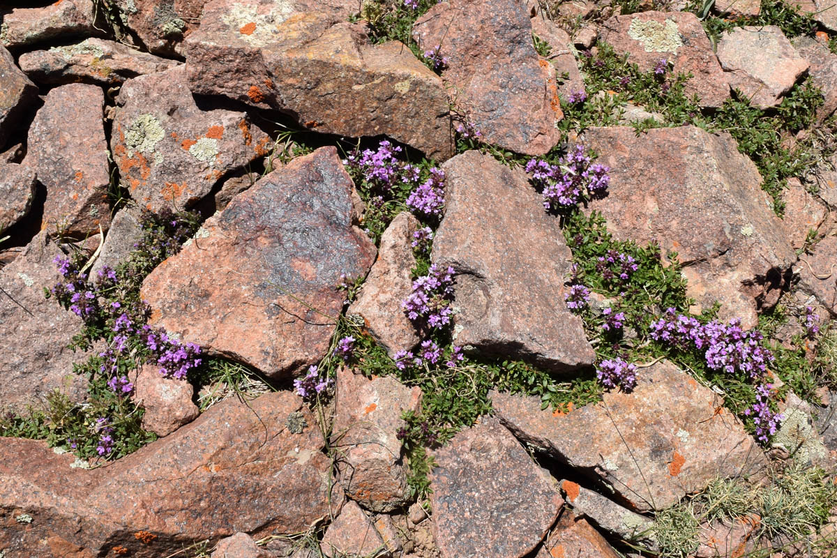 Изображение особи Thymus incertus.