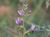 Cleome rubella