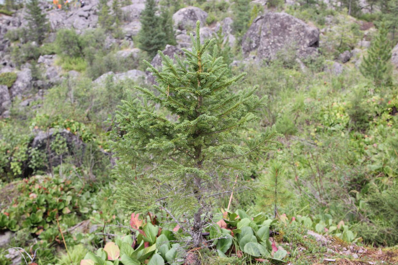 Image of Picea obovata specimen.