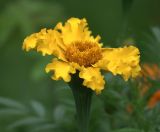 Tagetes erecta