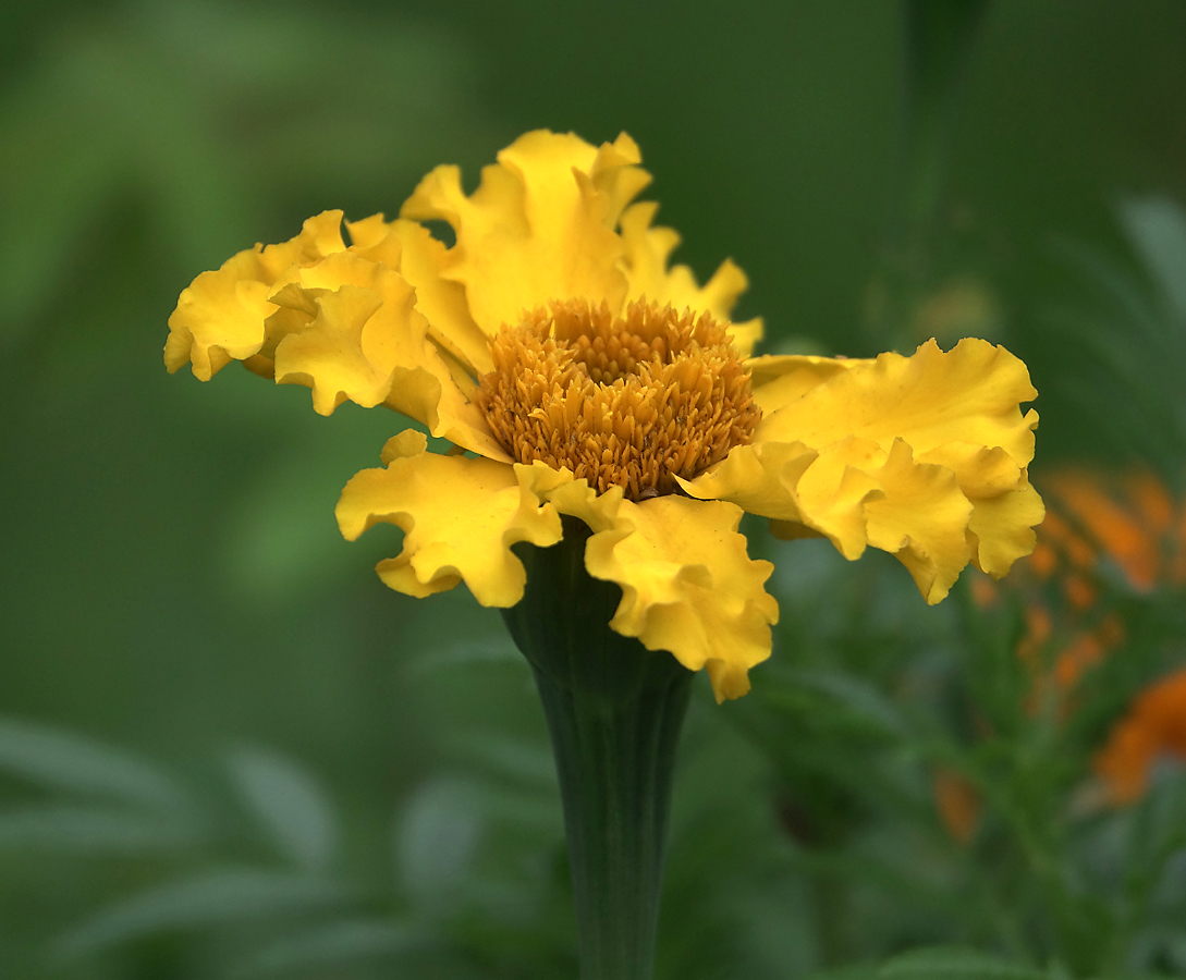 Изображение особи Tagetes erecta.