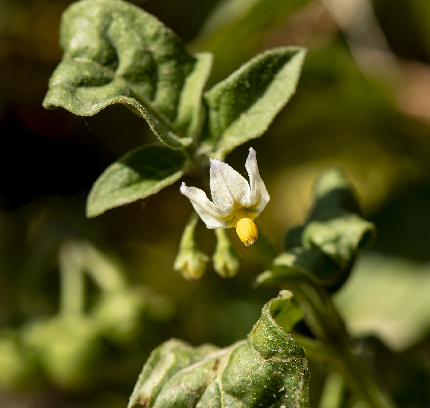 Изображение особи Solanum olgae.