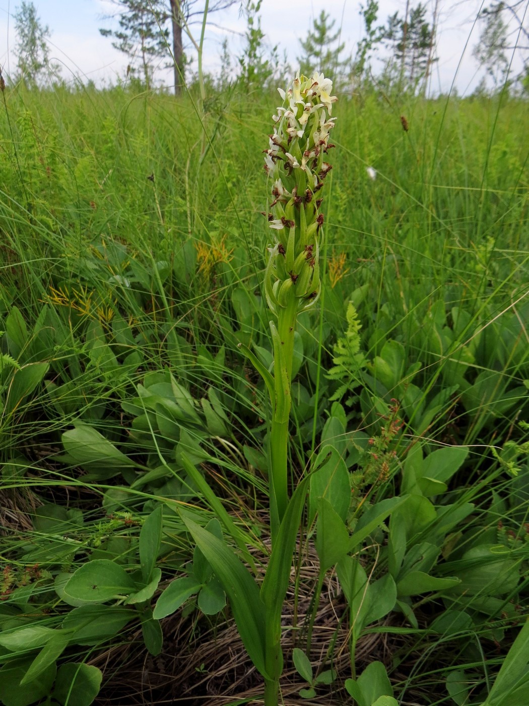 Изображение особи Dactylorhiza ochroleuca.