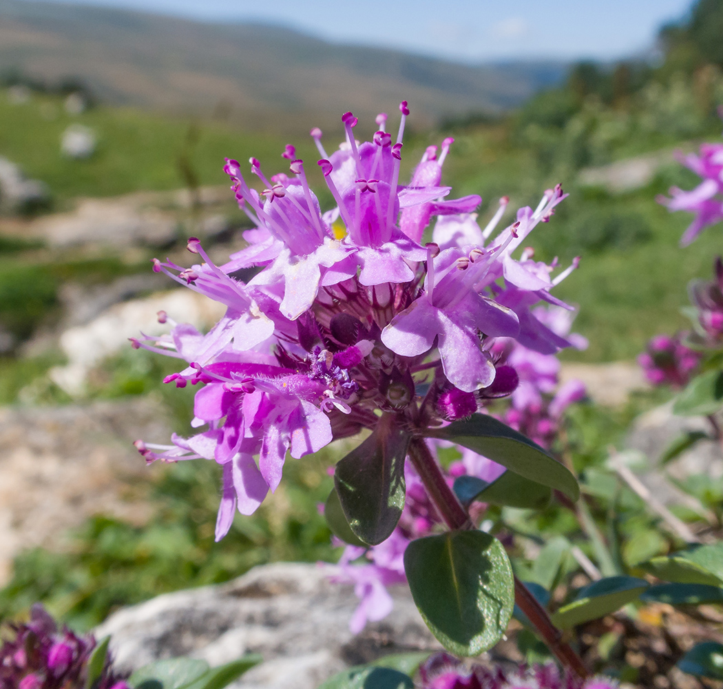 Изображение особи Thymus nummularius.