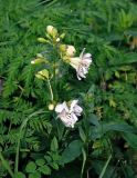 Saponaria officinalis form pleniflora. Верхушка побега с цветками и бутонами. Смоленская обл., Демидовский р-н, национальный парк \"Смоленское Поозерье\", побережье оз. Сапшо, берег ручья. 15.08.2020.