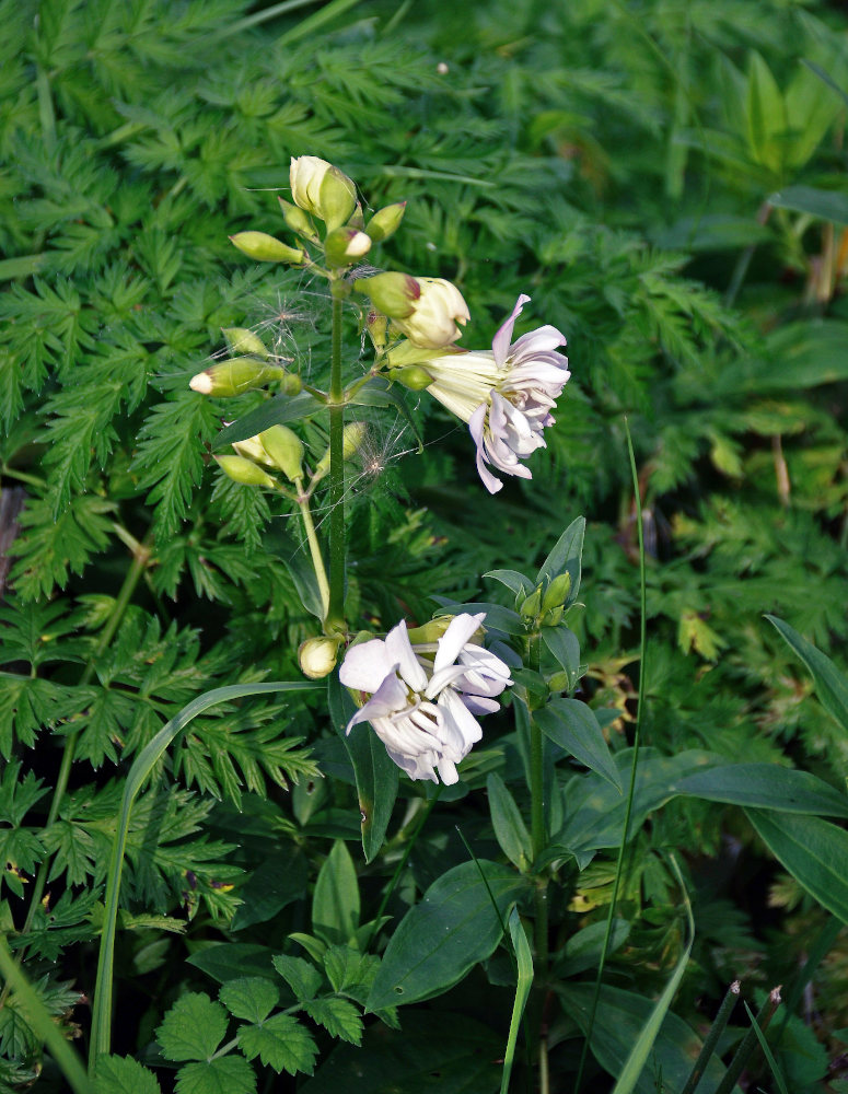 Image of Saponaria officinalis f. pleniflora specimen.