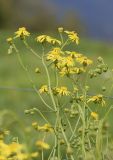 Senecio inaequidens