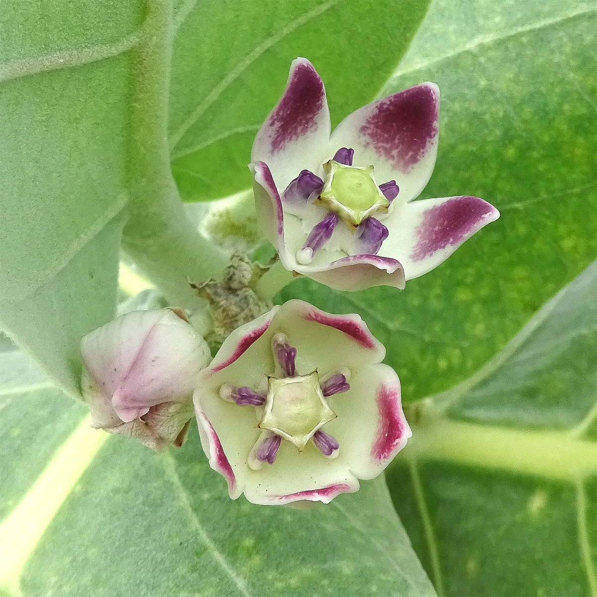 Image of Calotropis procera specimen.