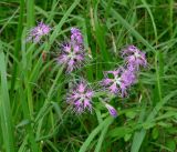 Dianthus superbus