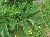 Heracleum freynianum