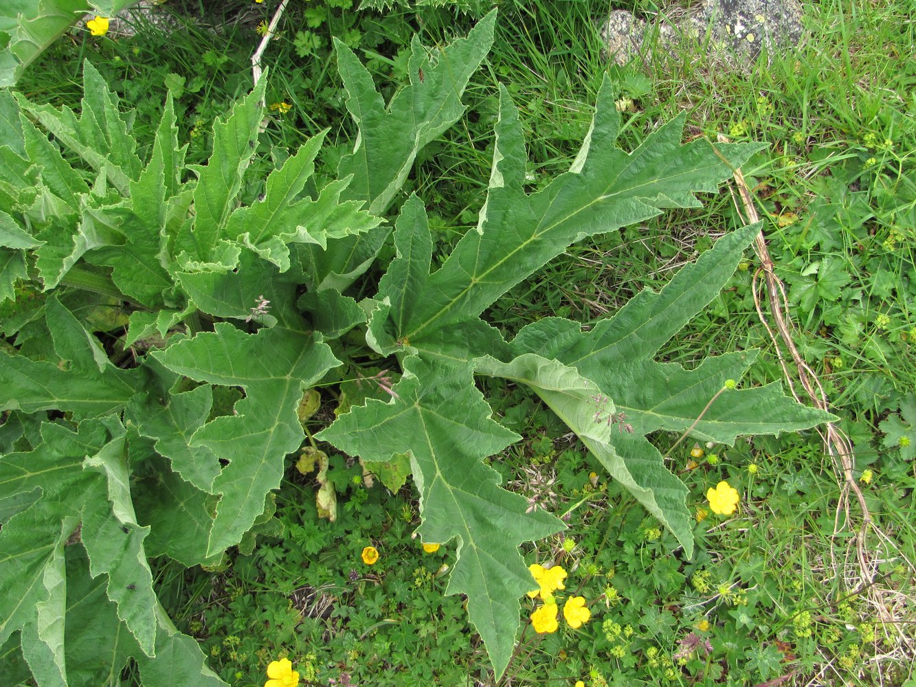 Изображение особи Heracleum freynianum.