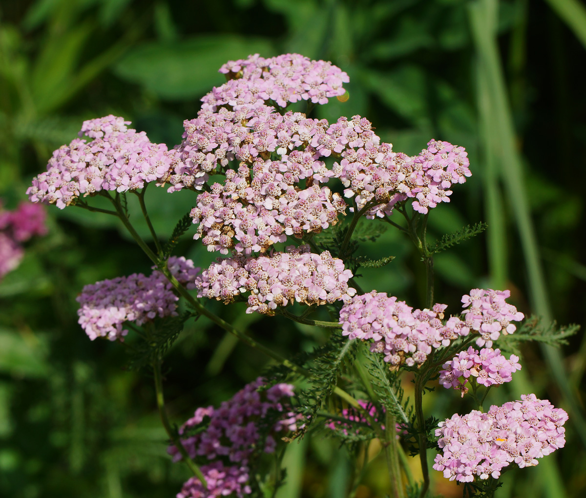 Изображение особи Achillea millefolium.