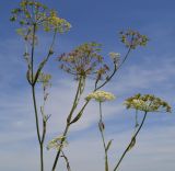 Pimpinella saxifraga. Верхушка растения с соцветиями. Тульская обл., Плавский р-н, окр. пос. Молочные Дворы, луг. 12.08.2018.