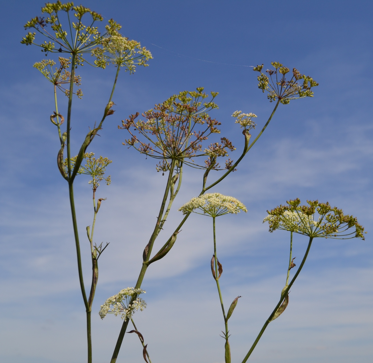 Image of Pimpinella saxifraga specimen.